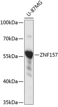 ZNF157 Polyclonal Antibody - image 1