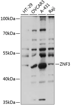 ZNF3 Polyclonal Antibody - image 1
