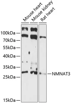 NMNAT3 Polyclonal Antibody - image 1