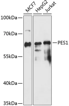 PES1 Polyclonal Antibody - image 1