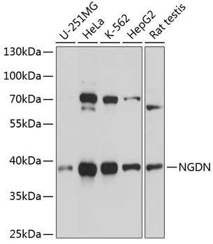 NGDN Polyclonal Antibody - image 1