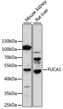 FUCA1 Polyclonal Antibody - image 1