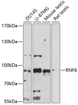 RNF6 Polyclonal Antibody - image 1