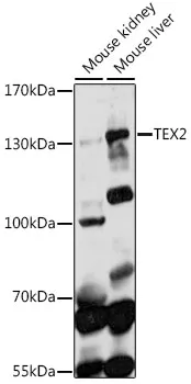 TEX2 Polyclonal Antibody - image 1