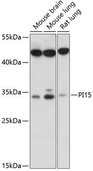 PI15 Polyclonal Antibody - image 1
