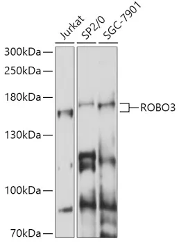 ROBO3 Polyclonal Antibody - image 1