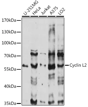Cyclin L2 Polyclonal Antibody - image 1