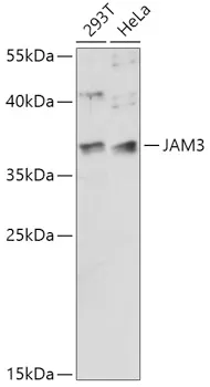 JAM3 Polyclonal Antibody - image 1