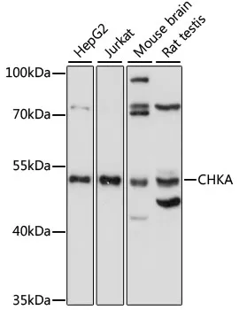 CHKA Polyclonal Antibody - image 1