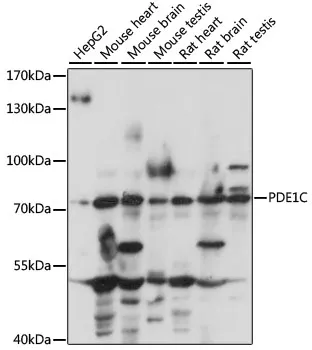 PDE1C Polyclonal Antibody - image 1