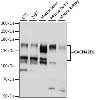 CACNA2D1 Polyclonal Antibody - image 1