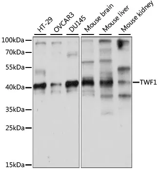 TWF1 Polyclonal Antibody - image 1