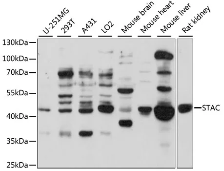 STAC Polyclonal Antibody - image 1