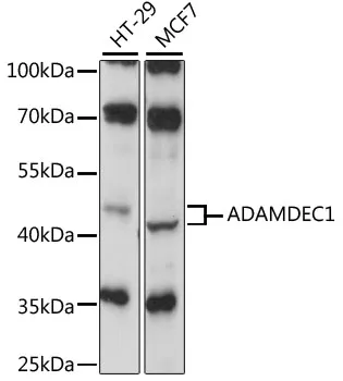 ADAMDEC1 Polyclonal Antibody - image 1