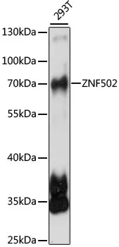 ZNF502 Polyclonal Antibody - image 1