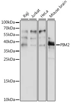 PIM2 Polyclonal Antibody - image 1