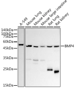 BMP4 Polyclonal Antibody - image 1