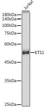 ETS1 Polyclonal Antibody - image 1