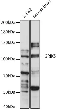 GRIK5 Polyclonal Antibody - image 1