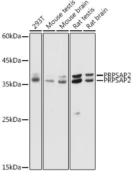PRPSAP2 Polyclonal Antibody - image 1