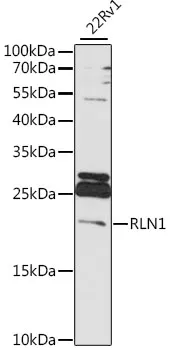 RLN1 Polyclonal Antibody - image 1