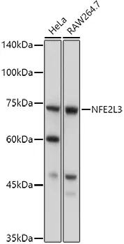 NFE2L3 Polyclonal Antibody - image 1
