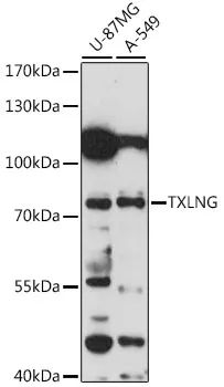 TXLNG Polyclonal Antibody - image 1
