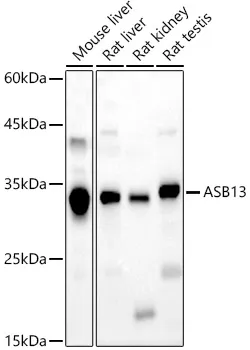 ASB13 Polyclonal Antibody - image 1