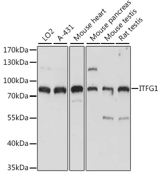 ITFG1 Polyclonal Antibody - image 1