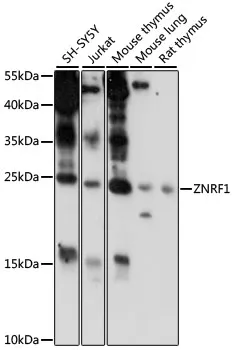 ZNRF1 Polyclonal Antibody - image 1