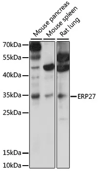 ERP27 Polyclonal Antibody - image 1