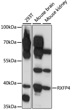 RXFP4 Polyclonal Antibody - image 1