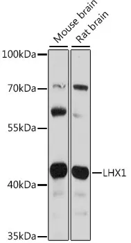 LHX1 Polyclonal Antibody - image 1