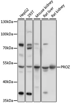 PROZ Polyclonal Antibody - image 1