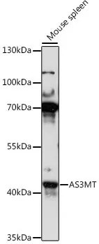 AS3MT Polyclonal Antibody - image 1