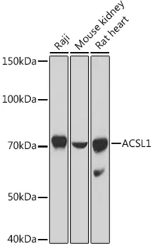 ACSL1 Polyclonal Antibody - image 1