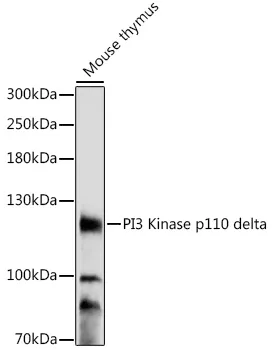 PI3 Kinase p110 delta Polyclonal Antibody - image 1