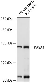 RASA1 Polyclonal Antibody - image 1