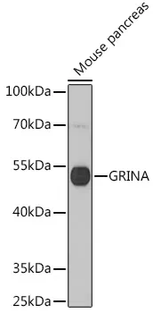 GRINA Polyclonal Antibody - image 1