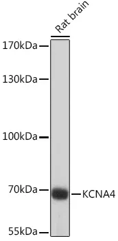 KCNA4 Polyclonal Antibody - image 1