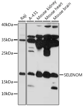 SELENOM Polyclonal Antibody - image 1