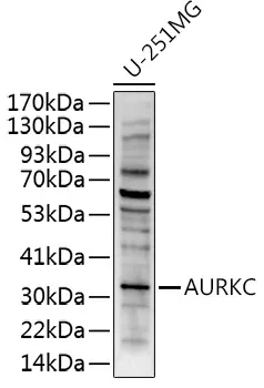 AURKC Polyclonal Antibody - image 1