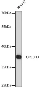 OR10H3 Polyclonal Antibody - image 1