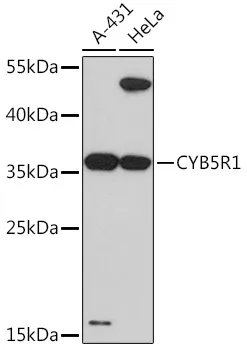 CYB5R1 Polyclonal Antibody - image 1