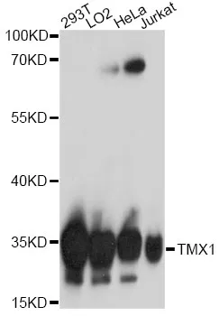TMX1 Polyclonal Antibody - image 1