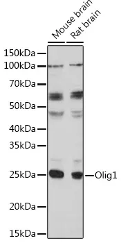 Olig1 Polyclonal Antibody - image 1
