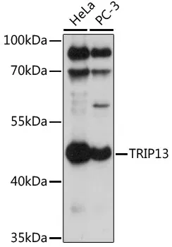 TRIP13 Polyclonal Antibody - image 1