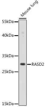 RASD2 Polyclonal Antibody - image 1