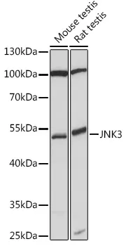 JNK3 Polyclonal Antibody - image 1