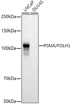 PSMA/FOLH1 Polyclonal Antibody - image 1